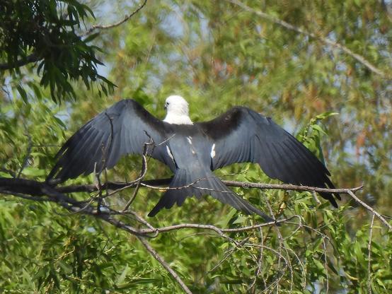 A bird of prey  spreading its wings while perched on a tree branch with dense green foliage and red leaves in the background.