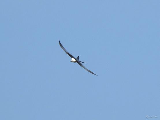 A bird of prey flying against a clear blue sky.