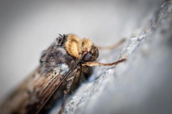 Close up shot of the head of a small brown moth.