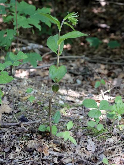 Eine Pflanze mit parallelnervigen, stängelumfassenden Blättern wächst im Wald zwischen brauner Laubstreu; ein Blütenstand mit langen Hochblättern ist noch eingerollt am oberen Ende des Stängels zu sehen