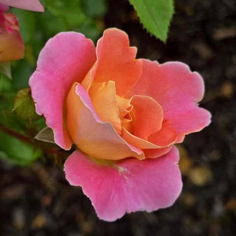 Pink and coral rose beginning to open