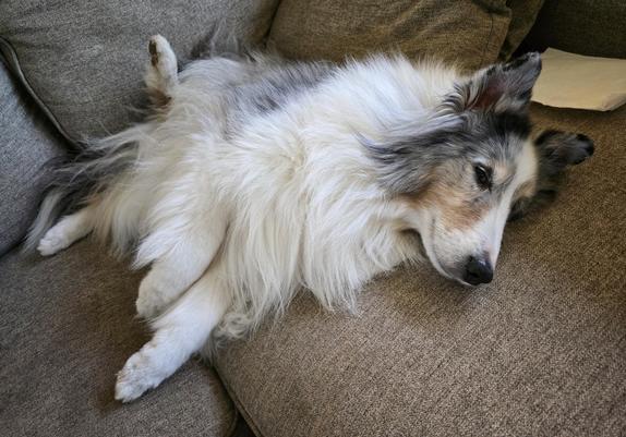 A dog lounges on a couch.