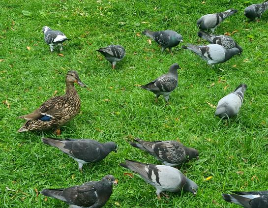 A group of ferel pigeons with one duck in amongst them.