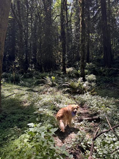 Donna the golden retriever wandering the woods looking for her buddy.