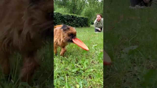 Бельгийский Гриффон Нюша - первые роллы #griffon #griffons #гриффон #happydog