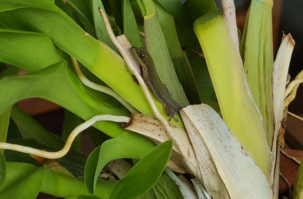 Very small green gecko perched among the leaves of an orchid plant, facing left.
