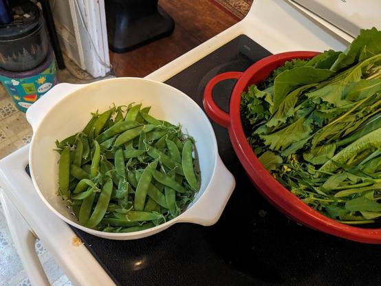 Freshly picked snap peas. Lots of them.
