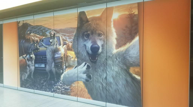 Anthropomorphic feral wolves hanging out on top of a mountain taking a selfie