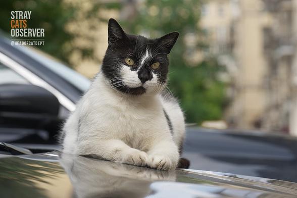 A cow cat sits on the hood of a car and looks at us