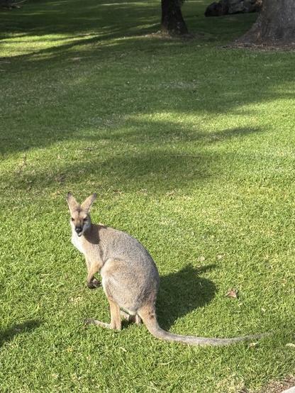 A male wallaby sits on freshly mown green grass enjoying some pellets.