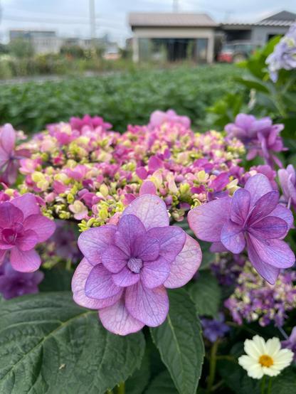 A hydrangea flower, a flat top composed of hundreds of tiny buds ranging from green to pink and purple, surrounded by a ring of larger flowers, with multi-layered light purple petals, slightly star shaped.

In the background out of focus is a small neighbourhood field, lush with something green and indistinct, and some houses in the background.