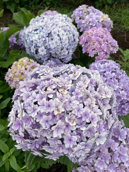 Several clusters of round pale coloured hydrangea flower clusters, each cluster the size of a volleyball.  The cluster in focus is pale purple, with a strong gradation in colour, darker in the centre of each flower, very pale towards the edges, but the edges are sharply distinct as though an edge enhancement filter was run on the image (it wasn't, they looked just like this in person).