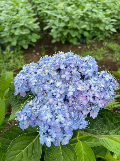 A cluster of light blue hydrangea flowers with highlights of white and pink against a background of green foliage. The cluster is bristling with short yellow tipped stamens of the individual flowers giving a slightly rough hairy appearance.