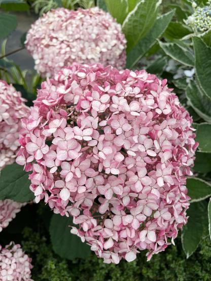A cluster of pale de-saturated rose coloured hydrangea flowers. The petals are flat and nearly white tinted dusty rose, with the edges and backsides of the petals more darkly coloured.