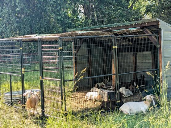 A nice new wire pen filled with lounging goats. The pen is attached to an old shed from, maybe, the 1930s.