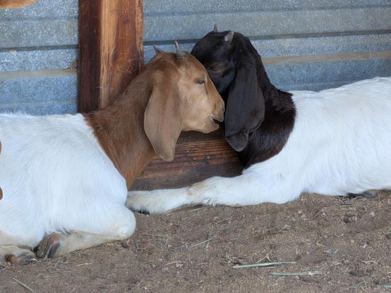 Two sisters cuddling in the shed