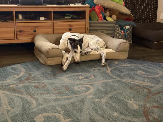 Photo of a white greyhound dog laying in a tan dog bed with her head facing the camera. Behind her, 2 dog toy bins are seen overflowing with toys.