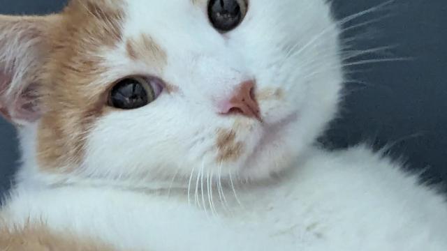 A white and orange cat looks at the camera. Holy crap he's cute.