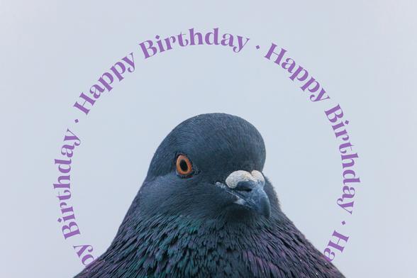 A pigeon scrunches up and fluffs their neck feathers on a cold and foggy day. A few tiny water droplets are scattered across their feathers. The bird looks quite pleased. 

Across the gray sky, "Happy Birthday," is written several times in purple and on a circular path. It surrounds the pigeon like a halo and passes behind their neck toward the bottom of the frame.