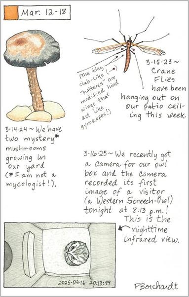 My 2025 Perpetual Journal watercolor and pen art of a Western Screech-Owl in an owl box; my 2024 Perpetual Journal watercolor and pen art of a mystery mushroom; & my 2023 Perpetual Journal watercolor and pen art of a Crane Fly, all in Tucson, AZ.
