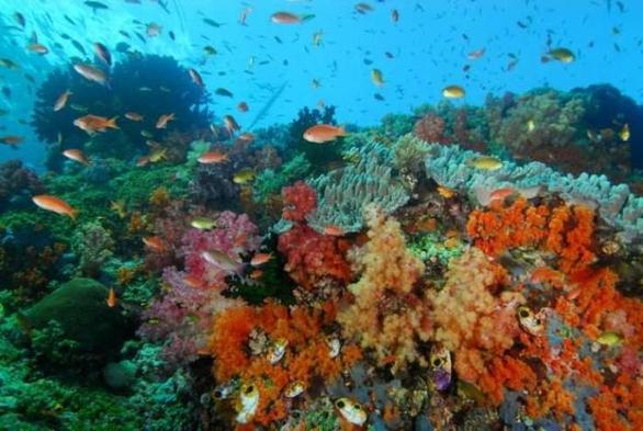 cold water coral