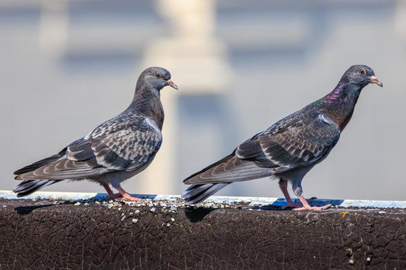 Two fledgling pigeons stand in profile on the edge of a roof. On the left, the smaller bird has a lighter warm gray head and a checked (I think) wing shield. The other pigeon, on the right, has darker coloration and a t-checked wing shield. Both birds show iridescence on their necks, but it isn't as full or pronounced as an adult pigeon.