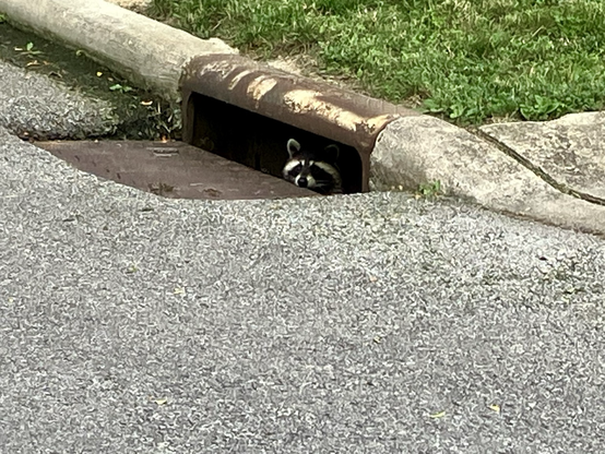 A raccoon peaks out of a sewer inlet in a curb. It’s a real cutie