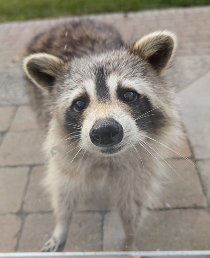 A photo taken through a glass sliding patio door of a raccoon looking at me, nose pressed to the glass.