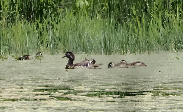 This picture was taken from far away, so it's not the best. You can see an adult wood duck floating in the scummy pond water, surrounded by five baby wood ducks. This is kind of a small number of babies for a wood duck mama, so some may have already succumbed to predators.