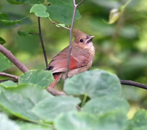 This is a baby cardinal, probably just fledged and waiting in a bush for mama to come back with a meal for it. You can tell it's a baby because it has a black beak. An adult's beak is red.