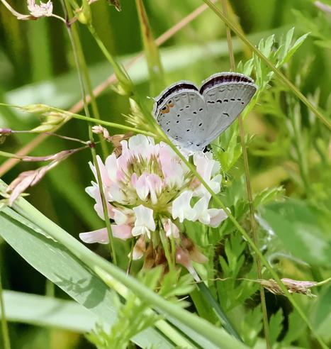 This is a tiny tailed blue butterfly, nectaring on a tiny white clover flower. The butterfly's underside is grayish blue with navy dots and 2 orange spots.