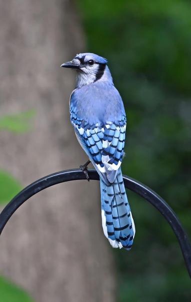 This is side of a blue jay that you don't usually see, in other words, the backside. You can see its upper back is medium blue and its wings are a different blue with black horizontal lines, as is its tail.