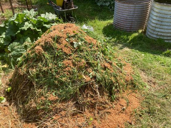 A compost heap with an outer layer of fresh cut grass and weeds and sawdust and wood shavings wet from being watered with harvested rainwater. The pile is about 1.2 metres wide and deep and about 1 metre high. Two metal water butts are off to the side. A rhubarb plant is behind the compost pile.