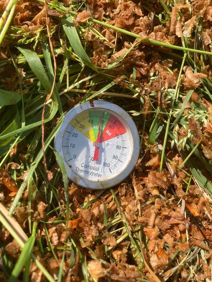 A compost thermometer in the side of a compost heap is reading 49°C. The needle is in the green active zone which covers the temperature range from 40°C to 55°C. The pile is heating back up after being turned and had more compostable material added. Green grass leaves and brown wood shavings and sawdust make up the outer content of the pile. The aim is to have the pile to heat up into the red hot zone on the thermometer from 55°C to 70°C for three days. The pile will again be turned with the outer material being placed in the middle and once again heated up. This heating process will kill all the weed seeds in the pile.
