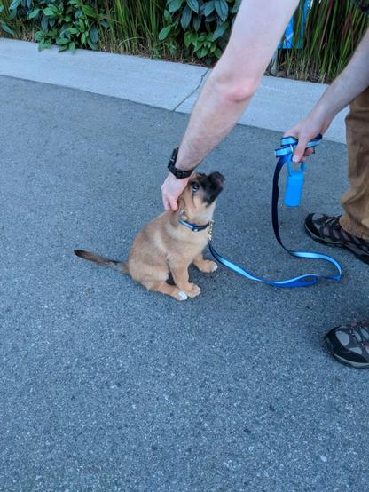 A photo of a young German Shepard looking up at her fur dad with loving eyes