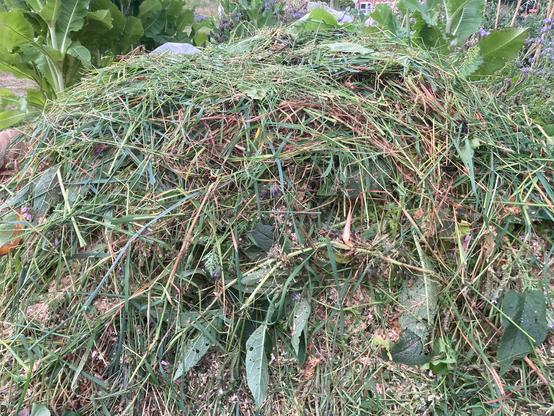A freshly built compost heap with an outer layer of cut grass, weeds and green leaves showing. The upright foliage of some teasel plants are just visible in background. The compost heap is about 1.2 square metres but with a domed, curved top.
