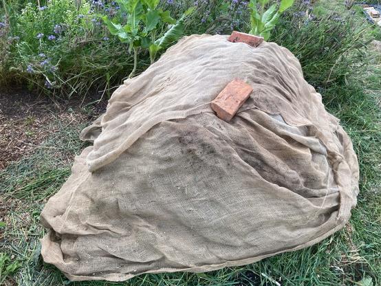 A compost heap is covered with hessian to help contain the moisture within the pile and to stop the outside of the pile drying out quite so quickly. A couple of house bricks are holding the hessian sheets in place. Some teasel and phacelia plants are in the background.
