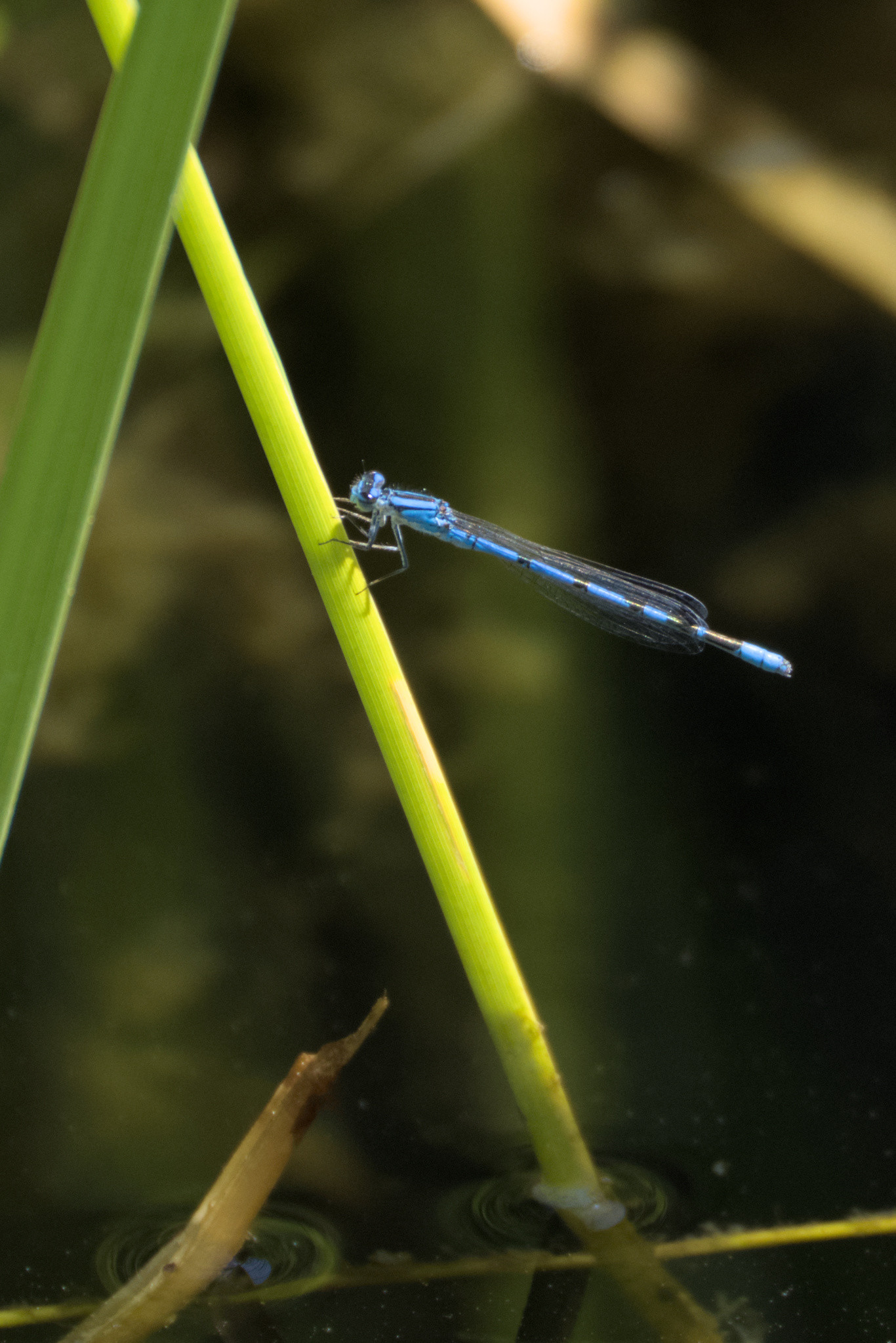 Blue damselfly, perched on a stalk of grass over the surface of a pond