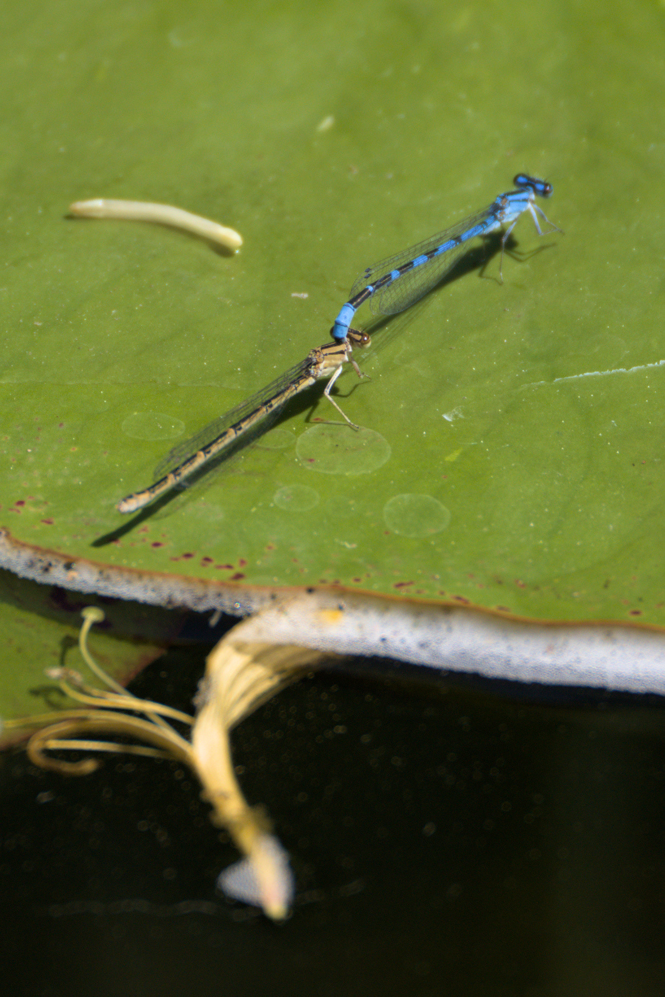 Blue and brown damselflies, mating on a lily pad