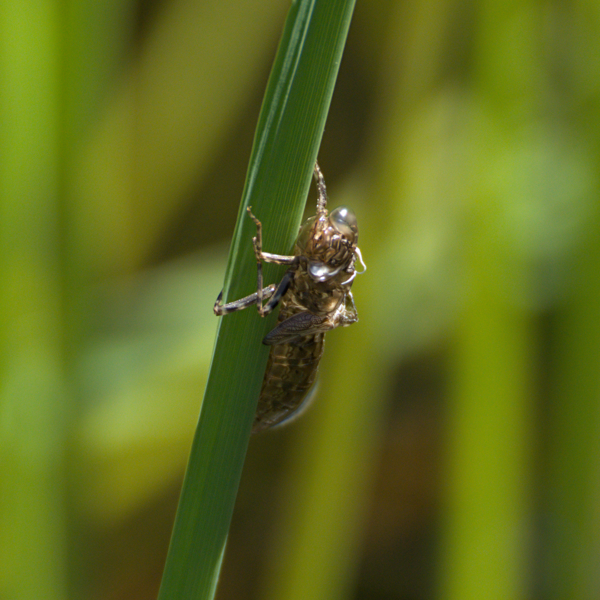 Shell of a molted dragonfly nymph, still clinging to grass