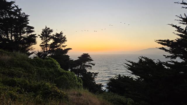 Sunset over the ocean, trees, a line of pelicans