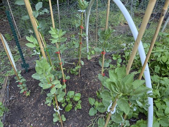 A garden bed containing Fava (Broad) beans, and radishes. The broad beans are staked using bambo cakes and 3d Printed clips. THey're just flowering, ahead of producing beans.