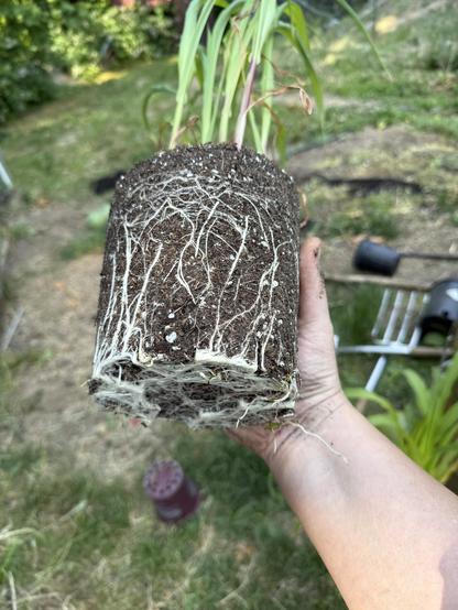 A healthy root system for corn I have grown in my greenhouse ahead of transplanting to the garden. This corn is a short-season variety ideal for my altitude and latitude.  The pot has been removed, showing healthy roots