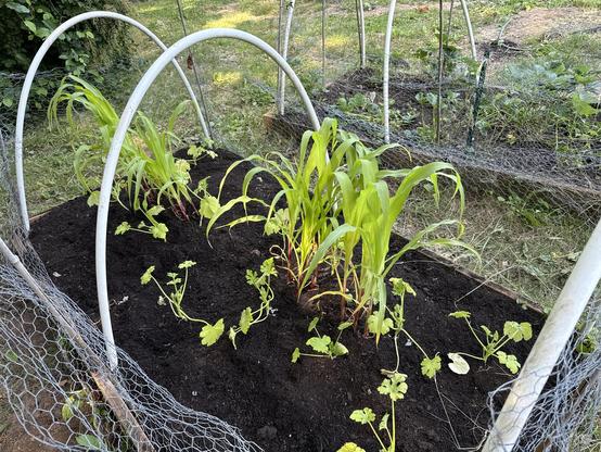 Corn, Squash and beans planted together in a freshly-prepared garden bed. Known as the "Three Sisters" method, each plant helps the other.