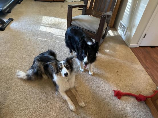 Ghost and Skye, our Border Collies. Ghost is a blue merle tricolor border collie, and Skye is a black and white border collie. They are 3 and a half and 2 and a half years old.  Ghost requires a bilateral TPLO to address partial torn cruciate ligaments.