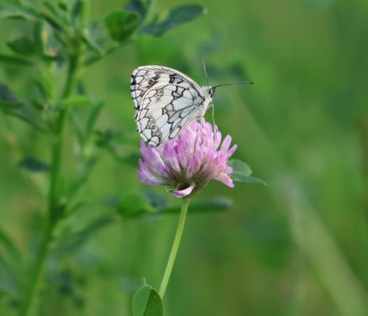 Weiß-schwarzer Schmetterling sitzt auf einer lilafarbenen Kleeblüte.
Der Hintergrund verschwommen grün.
matzework
