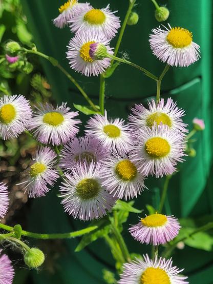 Daisy fleabane growing at the base of a lamp-post, Outremont