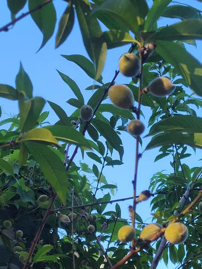 Young peaches on an alley tree, Mile-End