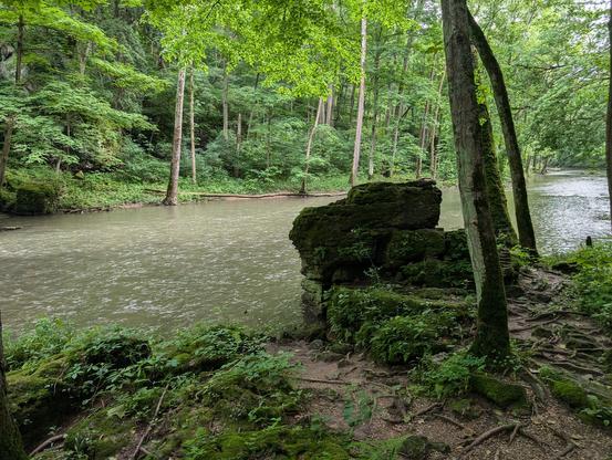 A river slipping quietly through a green, mossy woods. Big rocks are covered in, you guessed it, moss!