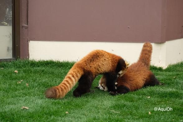 A picture of a Red Panda.